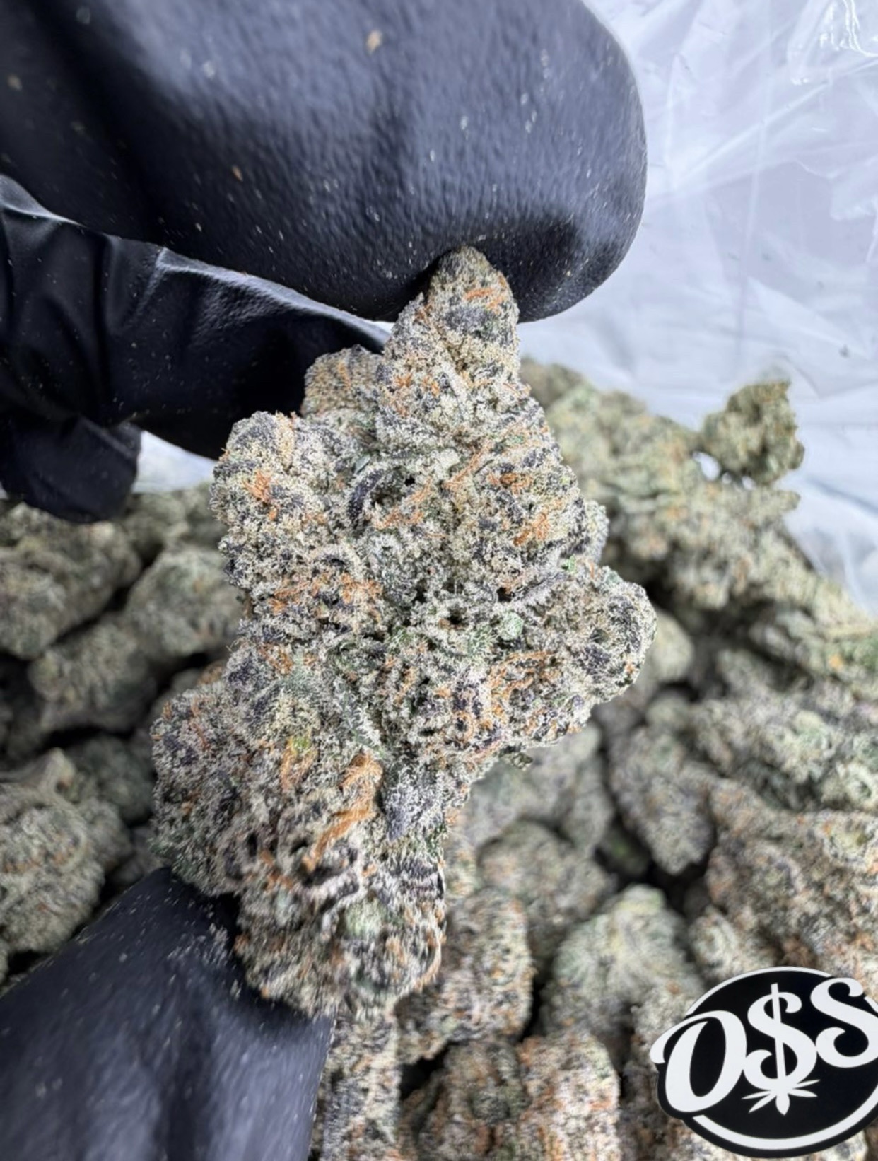 CANDY RUNTZ STRAIN CANDY RUNTZ STRAIN candy runtz weed strain candy runts strain candy runtz strain indica or sativa candy runtz thc level