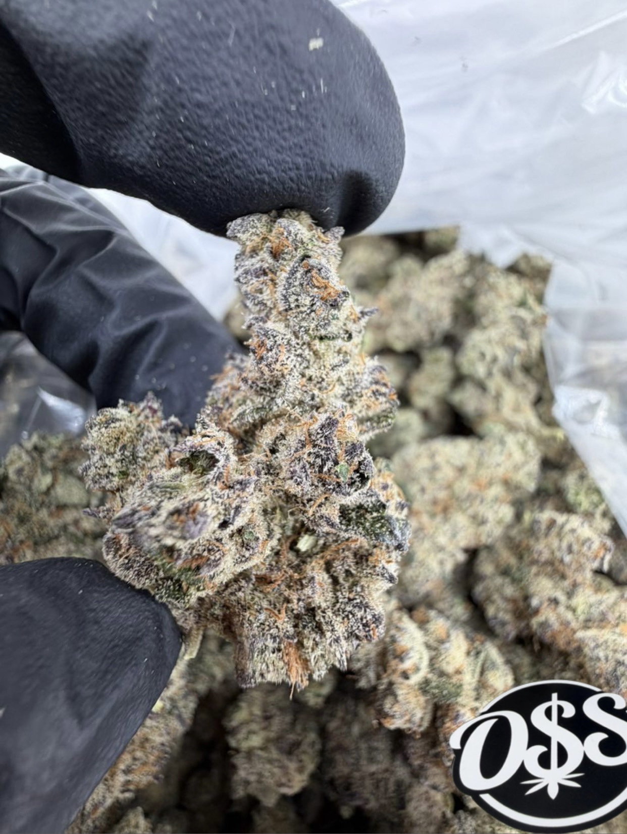 GEORGIA PEACH STRAIN GEORGIA PEACH STRAIN georgia peaches strain georgia peach reviews georgia peach weed strain georgia peach strain effects