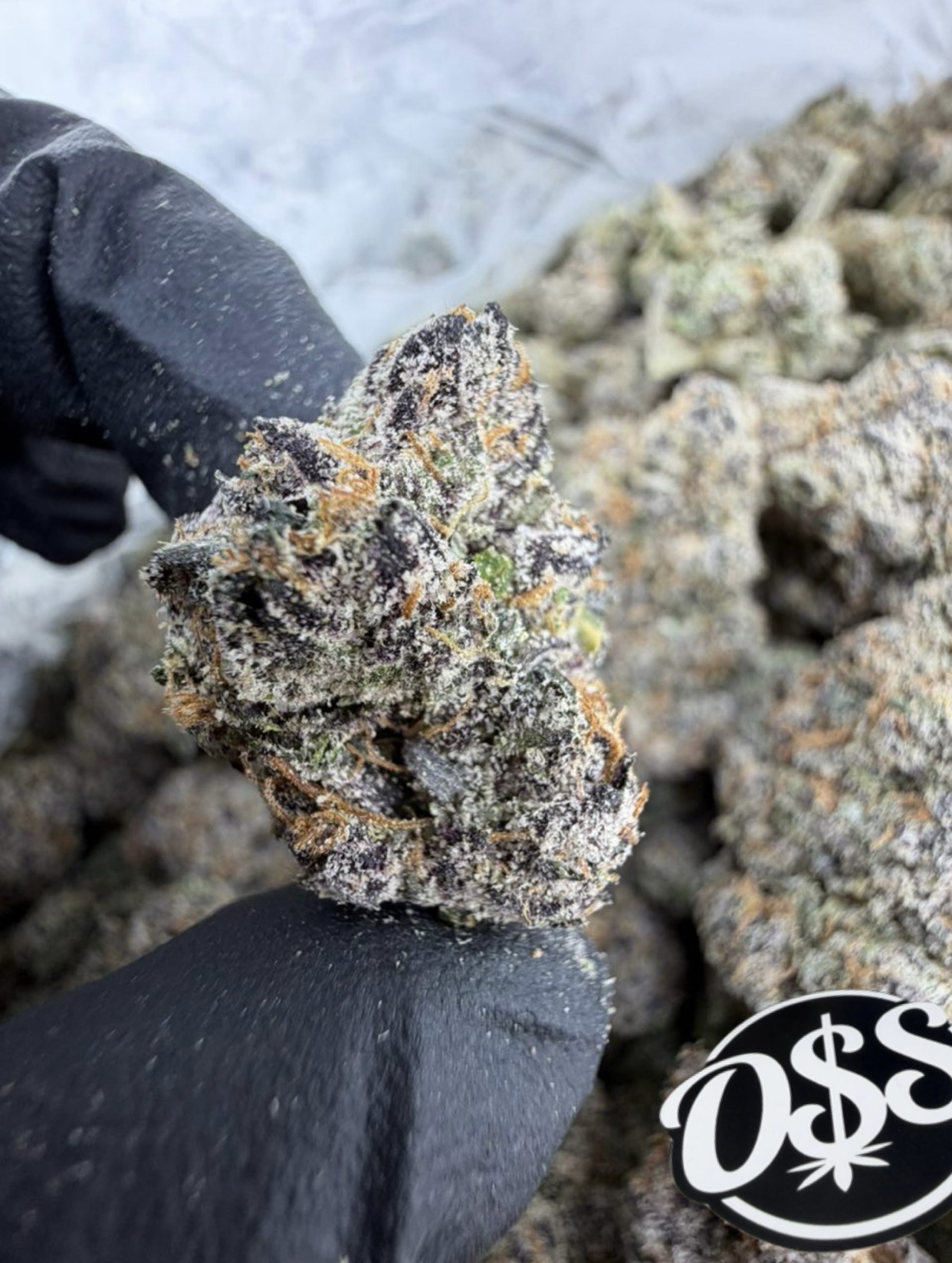Rainbow beltz strain Rainbow beltz strain Rainbow beltz weed strain rainbow beltz strain thc level rainbow belts strain rainbow beltz strain thca flower