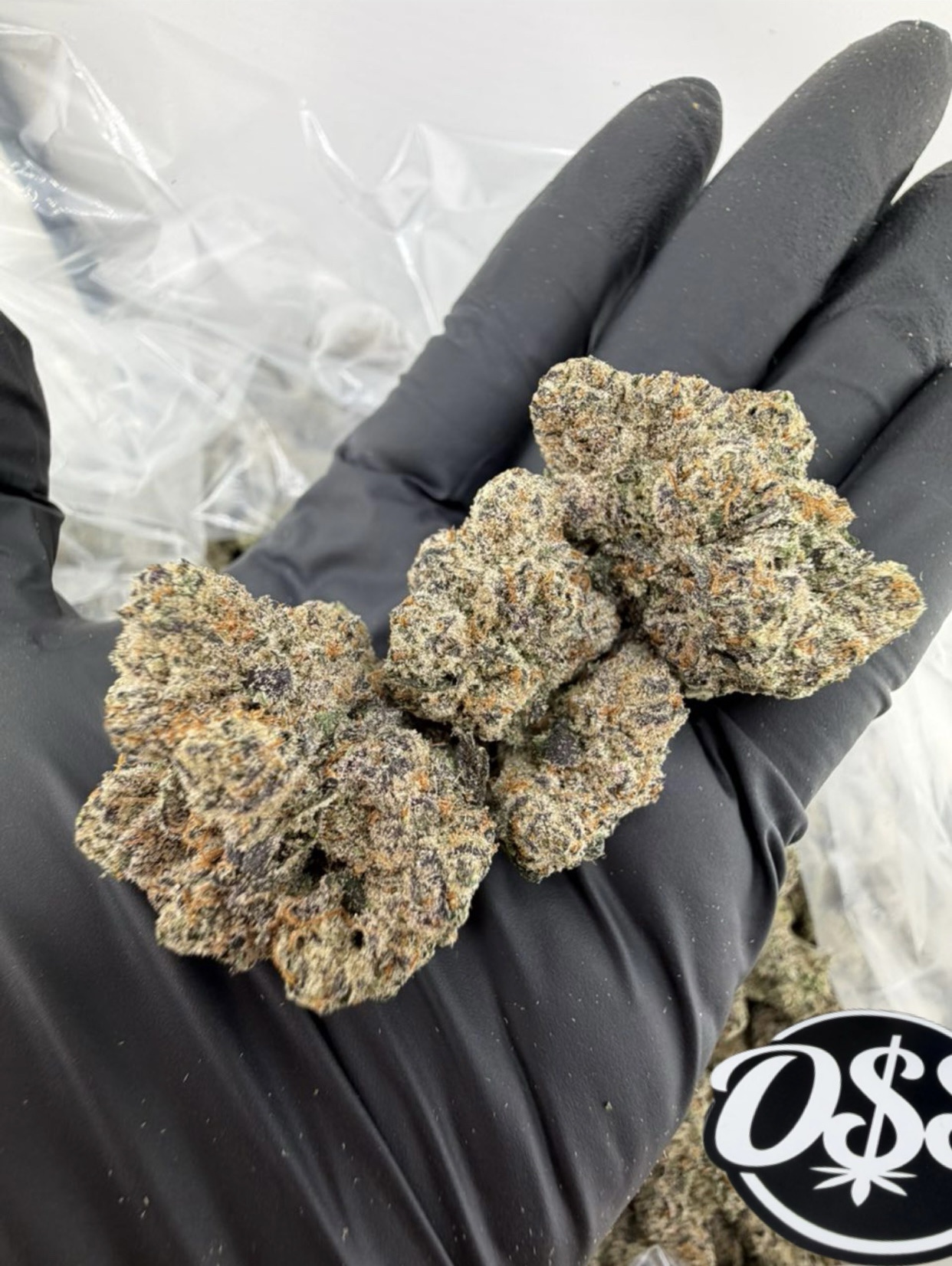 HAWAIIAN RUNTZ STRAIN HAWAIIAN RUNTZ STRAIN hawaiian strain hawaiian runtz best hawaiian strains HAWAIIAN RUNTZ WEED STRAIN