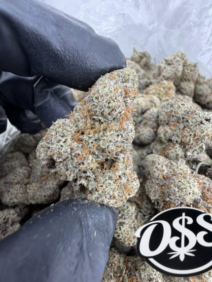 OREO BLIZZARD STRAIN oreo blizzy strain oreoz blizzard strain oreo blizzard weed strain blizzard strain