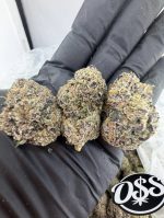 GREAT ESCAPE STRAIN great escape weed strain great escape strain reviews great escape strain effects
