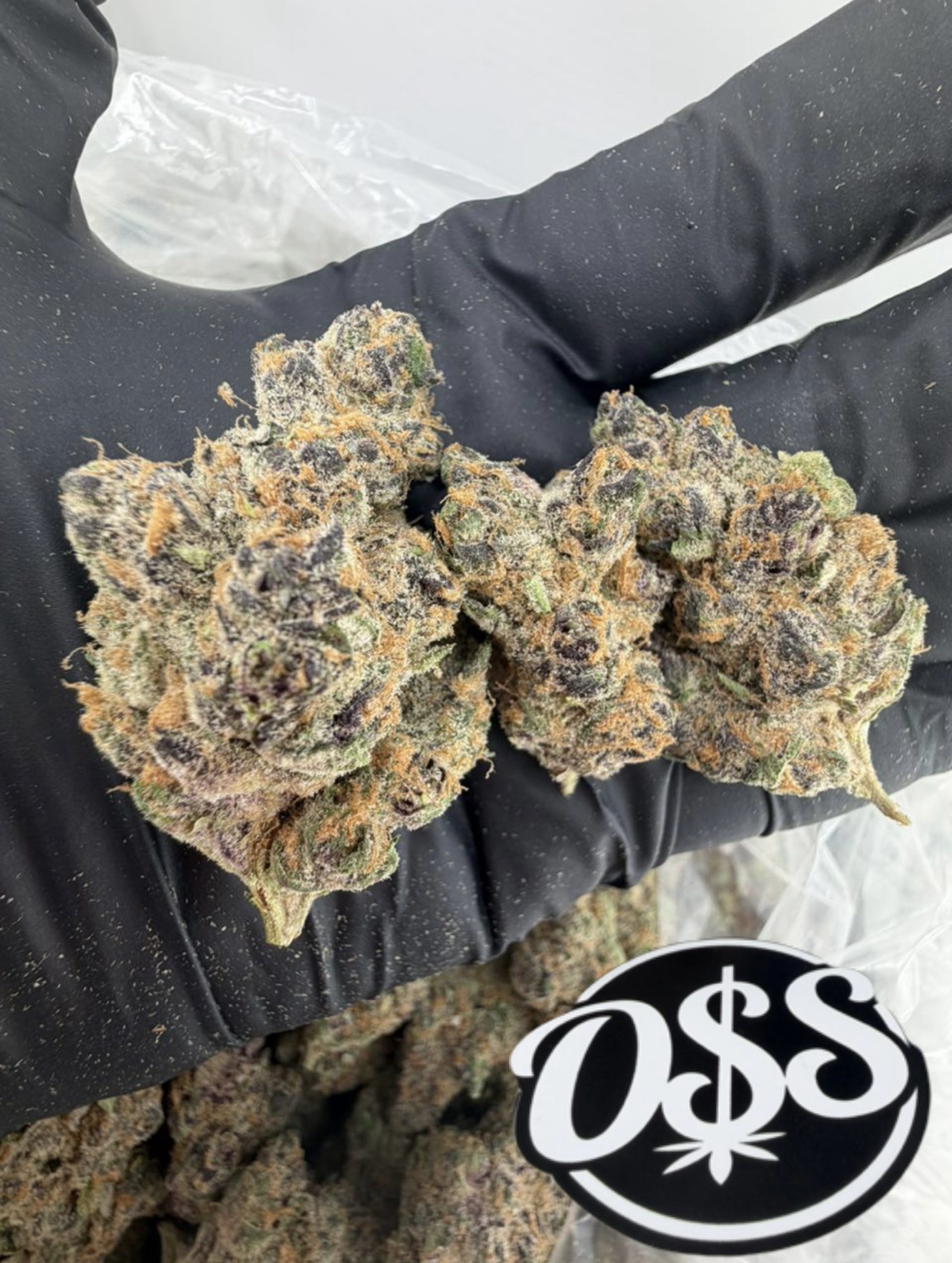 TROPICAL Z STRAIN TROPICAL Z STRAIN tropical z strain effects tropical zkittlez strain tropical z strain indica or sativa what is the best strain of indica