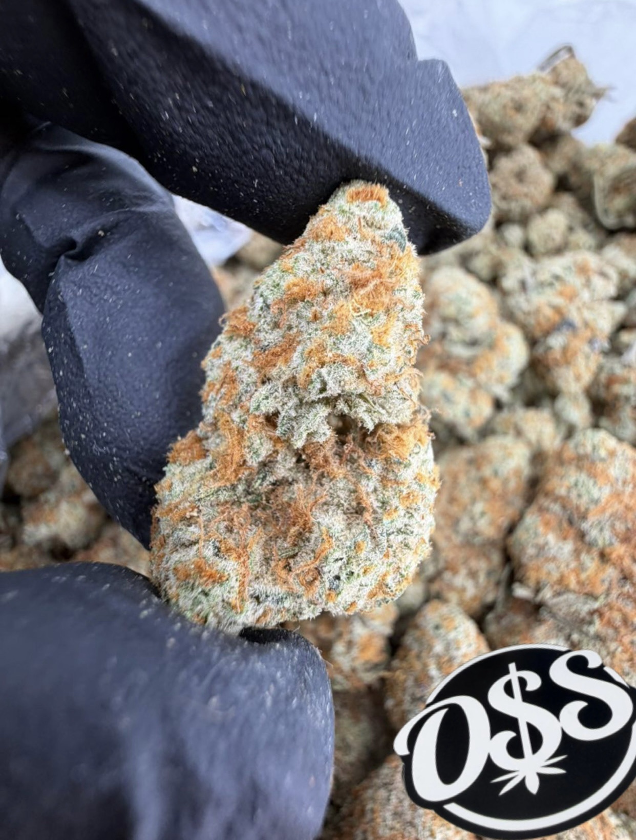 PEACH FUZZ STRAIN PEACH FUZZ STRAIN peach fuzz strain indica or sativa peach fuzz strain effects peach fuzz strain review Peach Fuzz Weed Strain