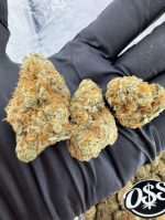 PEACH FUZZ STRAIN peach fuzz strain indica or sativa peach fuzz strain effects peach fuzz strain review Peach Fuzz Weed Strain