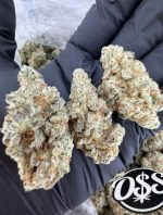 sticky rice strain sticky rice weed strain  sticky mango strain sticky rice strain indica or sativa sticky rice strain effects