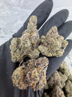 LA GUMDROP STRAIN gumdrop strain gum drop strain gumdrops strain gum drops strain
