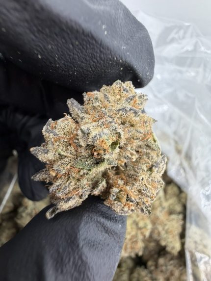 ORANGE COOKIE STRAIN