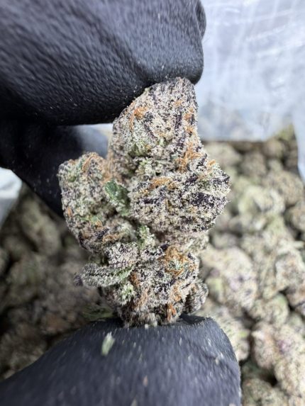 LEMON CHERRY GUMBO STRAIN lemon cherry gumbo lemon cherry gumbo strain indica or sativa lemon cherry gumbo strain thc level lemon cherry gumbo strain effects