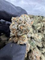 SUNNY D STRAIN sunny d strain indica or sativa sunny d strain effects SUNNY D WEED STRAIN sunny d strain review
