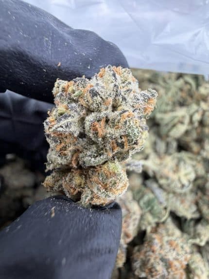 SUNNY D STRAIN sunny d strain indica or sativa sunny d strain effects SUNNY D WEED STRAIN sunny d strain review
