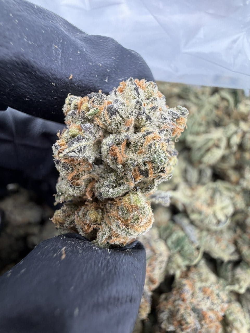 SUNNY D STRAIN SUNNY D STRAIN sunny d strain indica or sativa sunny d strain effects SUNNY D WEED STRAIN sunny d strain review