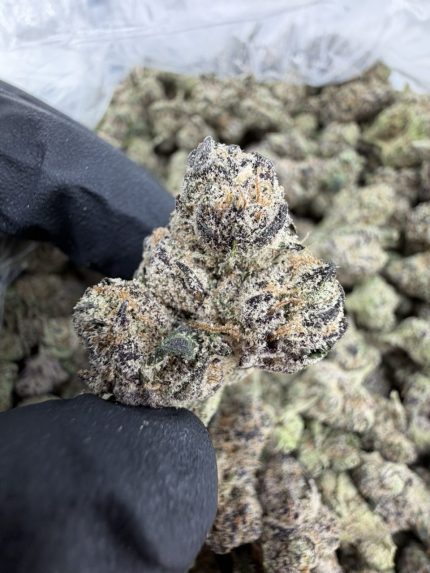 PABLO RUNTZ STRAIN pablo runtz weed strain pablo escobar runtz strain pablo escobar thca flower