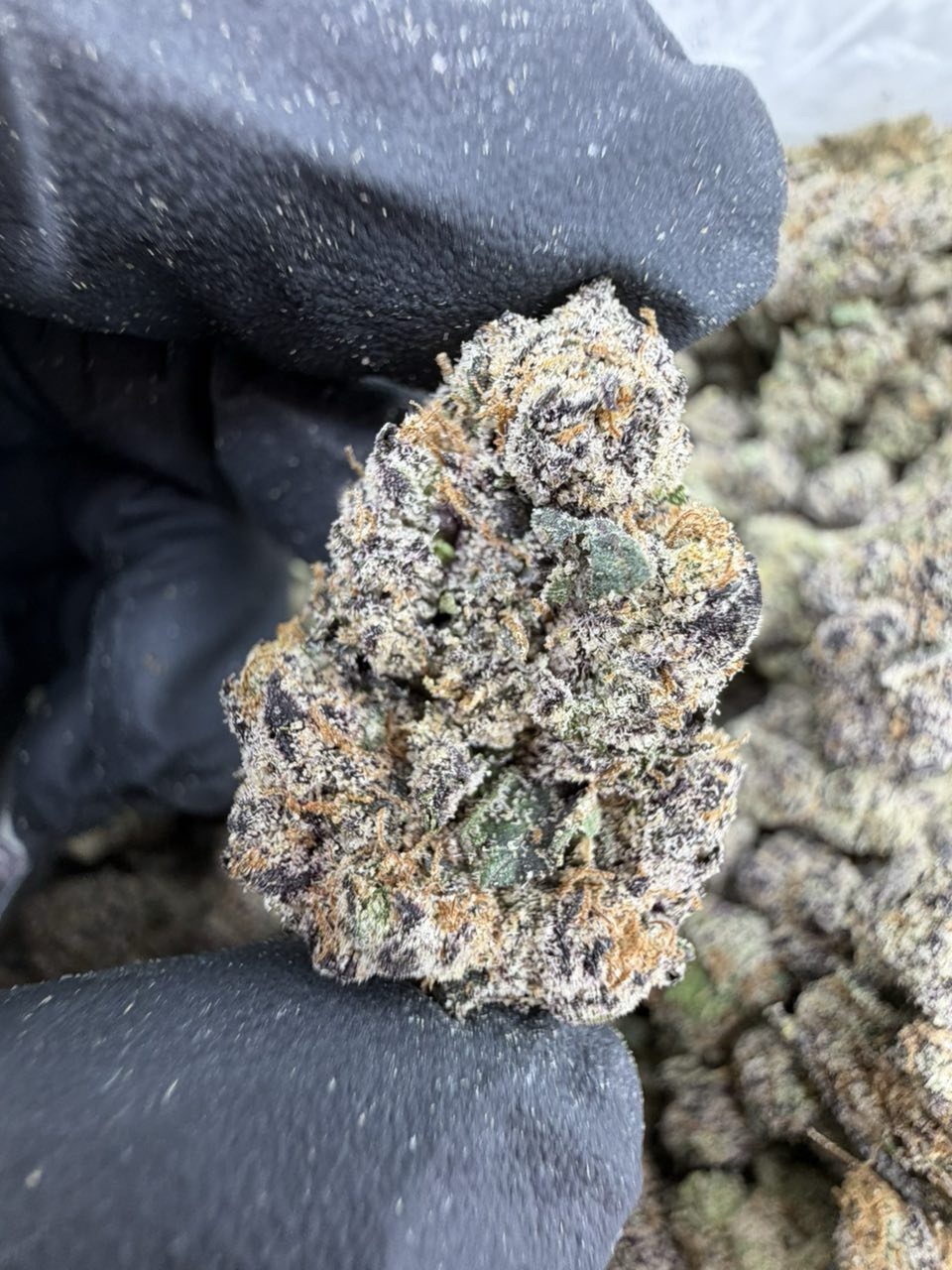 PHANTOM RUNTZ STRAIN PHANTOM RUNTZ STRAIN phantom runtz weed phantom runtz weed strain PHANTOM RUNTZ STRAIN indica or sativa PHANTOM RUNTZ STRAIN review