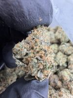 GARY PAYTON STRAIN gary payton strain genetics gary payton strain effects gary payton strain info gary payton strain review gary payton strain indica or sativa gary payton strain near me