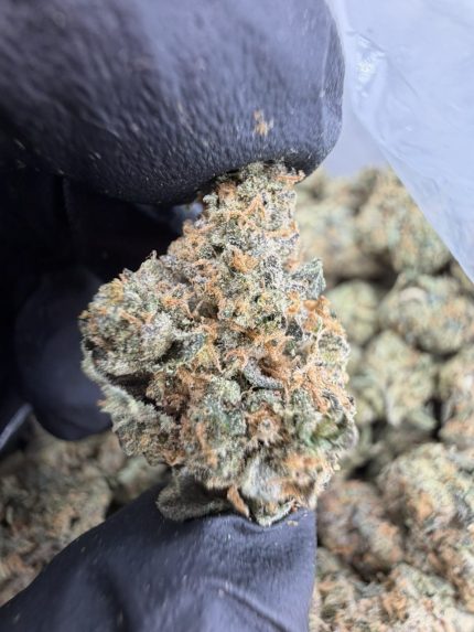 GARY PAYTON STRAIN gary payton strain genetics gary payton strain effects gary payton strain info gary payton strain review gary payton strain indica or sativa gary payton strain near me