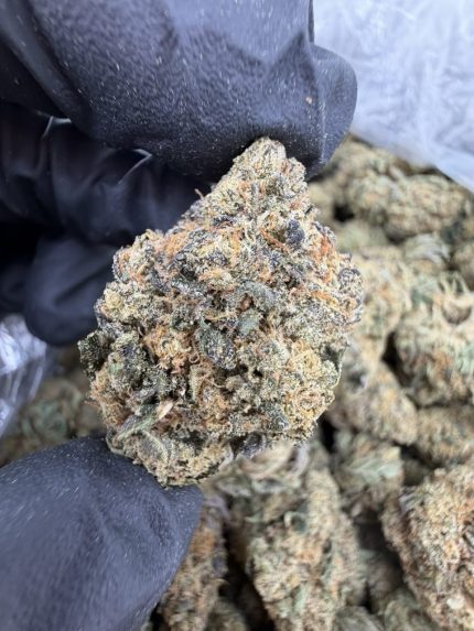 SWEET TARTS STRAIN sweet tarts strain indica or sativa sweet tarts strain effects sweet tarts strain info sweet tarts strain thc level