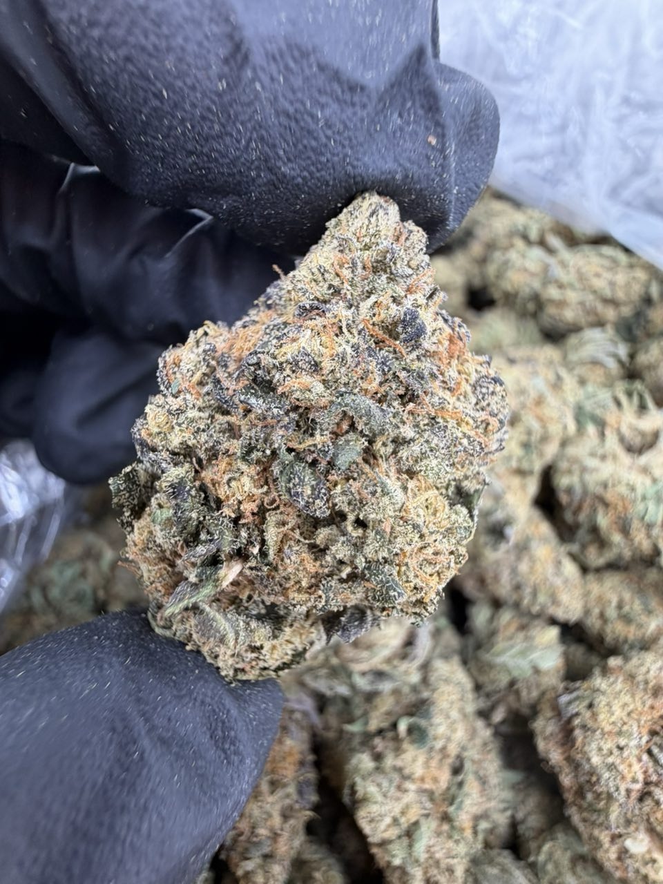 SWEET TARTS STRAIN SWEET TARTS STRAIN sweet tarts strain indica or sativa sweet tarts strain effects sweet tarts strain info sweet tarts strain thc level