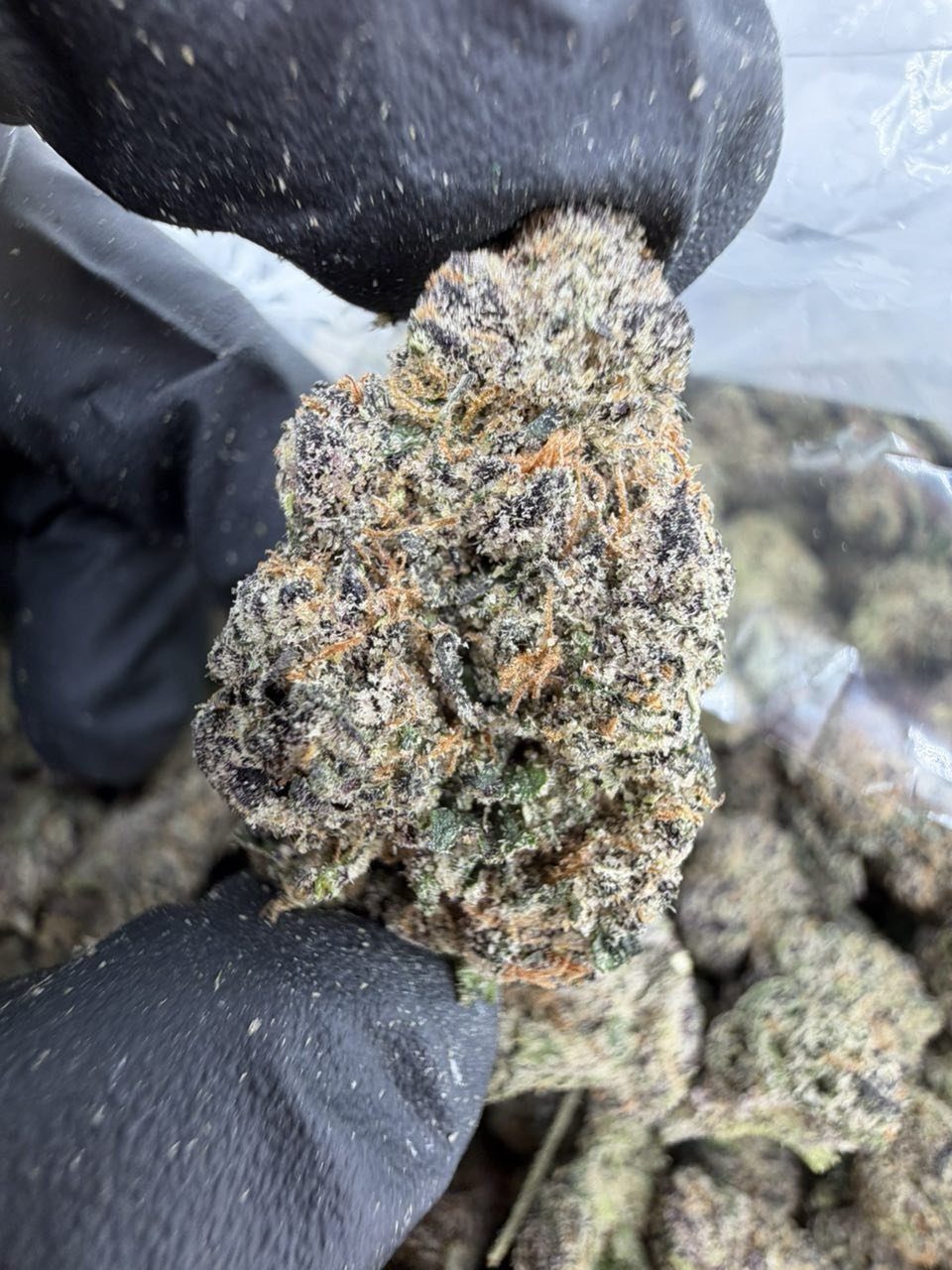 TOKYO RUNTZ STRAIN TOKYO RUNTZ STRAIN tokyo runtz weed strain tokyo runtz strain indica or sativa tokyo runtz strain review tokyo rntz