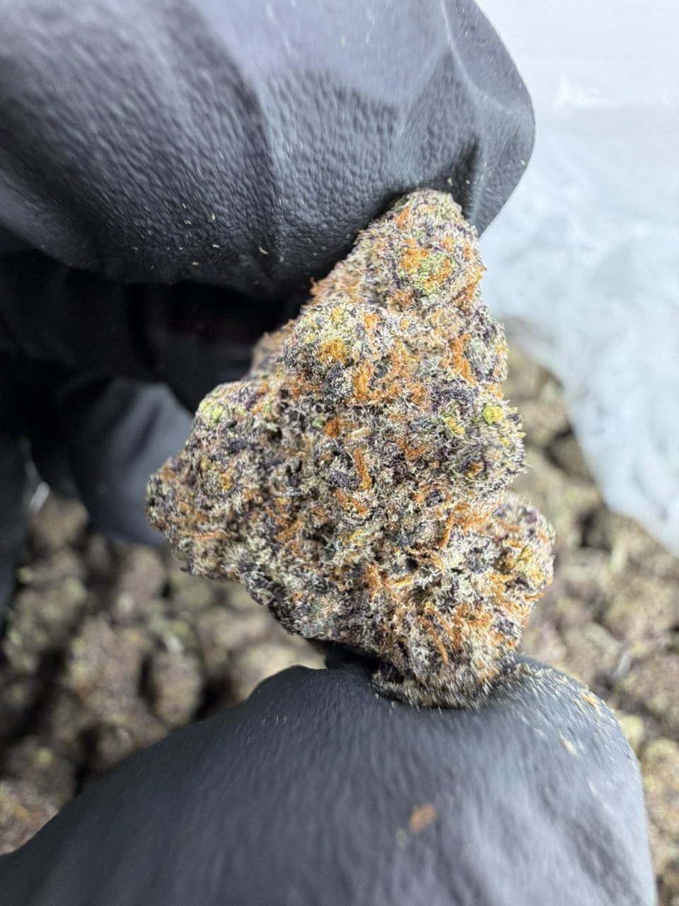 POINT BREAK STRAIN POINT BREAK STRAIN point break strain indica or sativa point break strain effects point break strain review point break strain info
