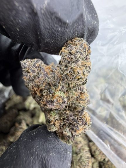 SUGAR MAMA STRAIN sugar mama weed strain sugar mama strain indica or sativa sugar mama strain effects sugar mama strain review