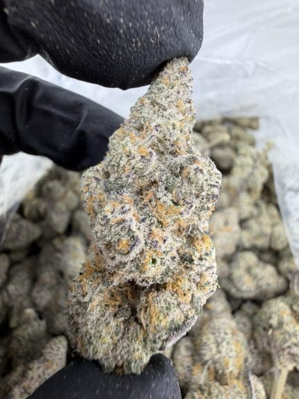 FROZEN BANANAS STRAIN frozen banana strain frozen banana weed strain frozen bananas strain review frozen bananas strain effects frozen bananas strain terpenes