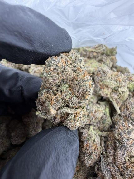 LEMON CHERRY GELATO STRAIN lcg strain lcg weed strain lemon cherry gelato strain effects lcg strain indica or sativa lemon cherry gelato thca