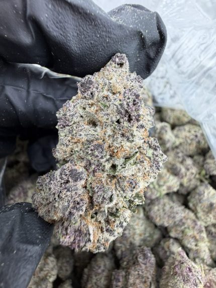 LEMON CHERRY TROPICANA STRAIN LEMON CHERRY TROPICANA weed STRAIN LEMON CHERRY TROPICANA STRAIN maven LEMON CHERRY TROPICANA STRAIN effects LEMON CHERRY TROPICANA STRAIN near me 