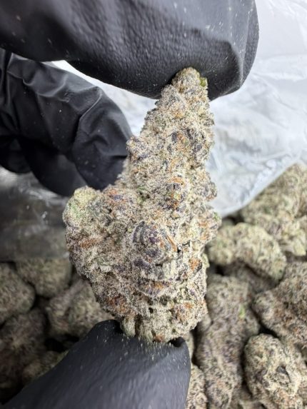 BLOCKBERRY STRAIN block berry strain blockberry blockberry weed strain blockberry strain effects blockberry strain indica or sativa