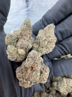 SUBZERO STRAIN sub zero strain sub zero weed strain sub zero strain indica or sativa subzero weed strain