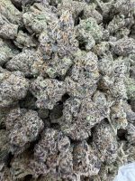 PHANTOM RUNTZ STRAIN phantom runtz weed phantom runtz weed strain PHANTOM RUNTZ STRAIN indica or sativa PHANTOM RUNTZ STRAIN review 