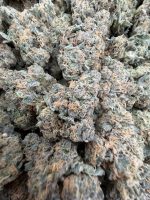 GARY PAYTON STRAIN gary payton strain genetics gary payton strain effects gary payton strain info gary payton strain review gary payton strain indica or sativa gary payton strain near me