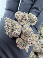 PABLO RUNTZ STRAIN pablo runtz weed strain pablo escobar runtz strain pablo escobar thca flower