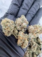 SUNNY D STRAIN sunny d strain indica or sativa sunny d strain effects SUNNY D WEED STRAIN sunny d strain review