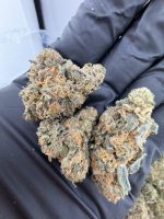 GARY PAYTON STRAIN gary payton strain genetics gary payton strain effects gary payton strain info gary payton strain review gary payton strain indica or sativa gary payton strain near me
