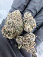 TOKYO RUNTZ STRAIN tokyo runtz weed strain tokyo runtz strain indica or sativa tokyo runtz strain review tokyo rntz