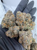 DIRTY MARTINI STRAIN dirty martini strain indica or sativa dirty martini strain review dirty martini strain effects dirty martini weed strain