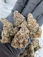 FROZEN CHERRYCANNA STRAIN FROZEN CHERRY CANNA STRAIN FROZEN CHERRYCANNA WEED STRAIN FROZEN CHERRYCANNA STRAIN INDICA OR SATIVA 
