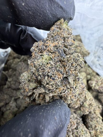 MEGA RUNTZ STRAIN