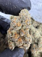 GOLDEN KIWI STRAIN golden kiwi strain indica or sativa golden kiwi strain review golden kiwi strain effects golden kiwi weed strain