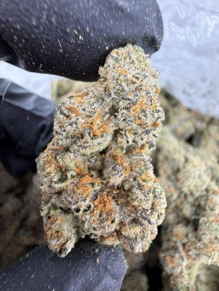 GOLDEN KIWI STRAIN golden kiwi strain indica or sativa golden kiwi strain review golden kiwi strain effects golden kiwi weed strain