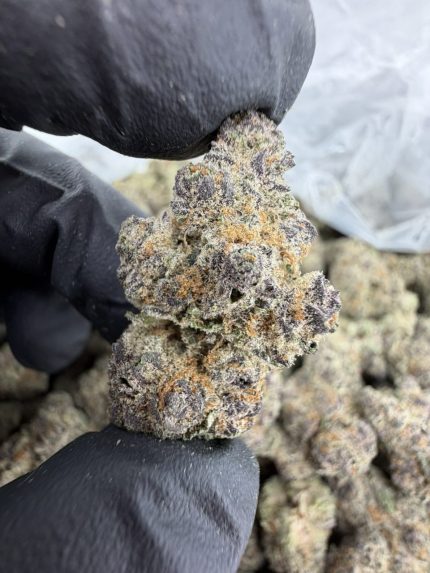 SUPER BOOF STRAIN super boof strain effects super boof strain indica or sativa super boof strain review super boof strain near me