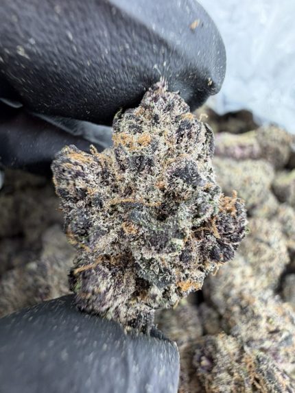 OBAMA RUNTZ STRAIN obama runtz strain indica or sativa OBAMA RUNTZ weed STRAIN OBAMA RUNTZ cannabis STRAIN obama runtz weed effects