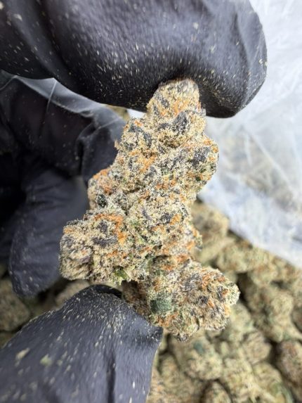 GRAPEFRUIT ROMULAN STRAIN