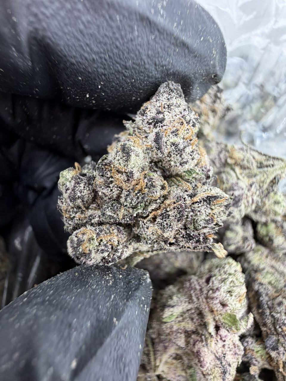 LEMON CHERRY SHERBET STRAIN LEMON CHERRY SHERBET STRAIN lemon cherry sherbet strain indica or sativa lemon cherry sherbet strain effects lemon cherry sherbet strain review lemon cherry sherbet strain thc level