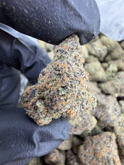 GMO STRAIN