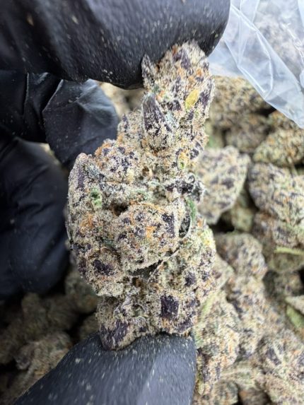 BLUEBERRY MUFFIN STRAIN blueberry muffin strain effects blueberry muffin strain indica or sativa blueberry muffin strain review blueberry muffin weed strain