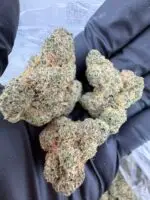 94 OCTANE STRAIN 94 octane strain review high octane 94 strain octane 94 strain