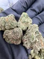 MIAMI RUNTZ STRAIN MIAMI RUNTZ WEED STRAIN miami runtz strain review miami runtz strain indica or sativa miami runtz strain effects