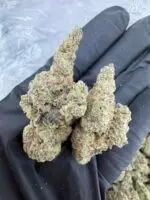 GARLIC JUICE STRAIN GMO juice strain garlic juice weed strain garlic juice strain effects garlic juice strain indica or sativa garlic juice strain review